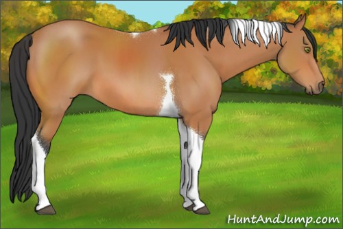 Horse Color:Bay Tobiano 