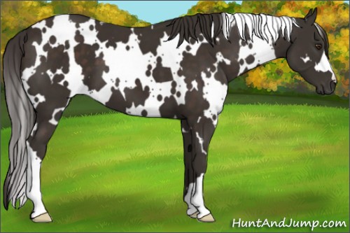 Horse Color:White Spotted Liver Chestnut 