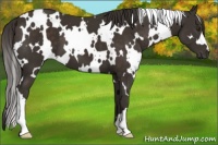 Horse Color:White Spotted Liver Chestnut 