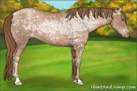 Horse Color:Liver Chestnut Ice Pearl 