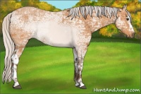 Horse Color:White Spotted Silver Bay Ice Rabicano 