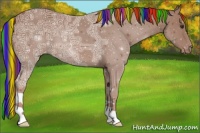 Horse Color:Painted Chestnut Ice Appaloosa 