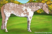 Horse Color:Painted White Spotted Chestnut Ice 