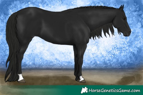 Horse Color:Gray Black