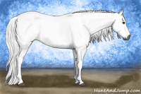 Horse Color:Gray Black 