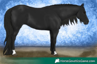 Horse Color:Gray Black 