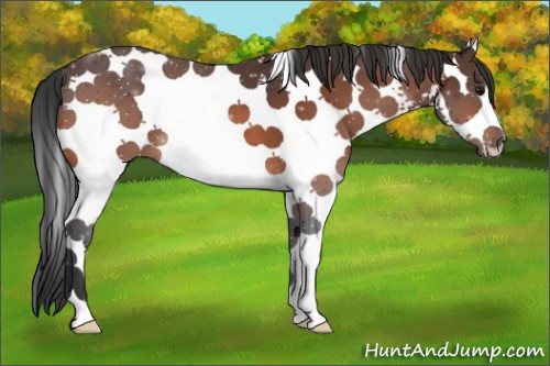 Horse Color:White Spotted Bay 