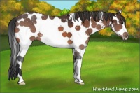Horse Color:White Spotted Bay