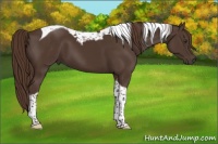 Horse Color:Liver Chestnut Tobiano 