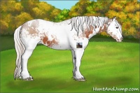 Horse Color:White Spotted Silver Bay