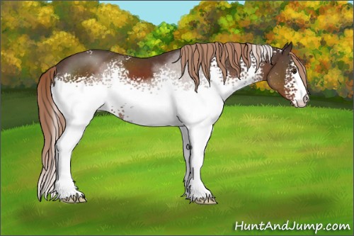 Horse Color:White Spotted Liver Chestnut 