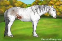 Horse Color:White Spotted Brown