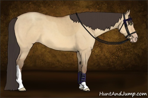 Horse Color:Amber Champagne Dun 