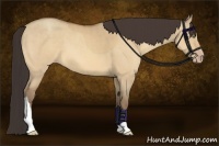 Horse Color:Amber Champagne Dun 