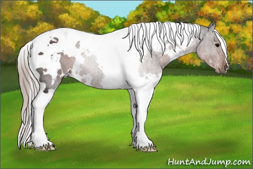 Horse Color:White Spotted Silver Black Tobiano 