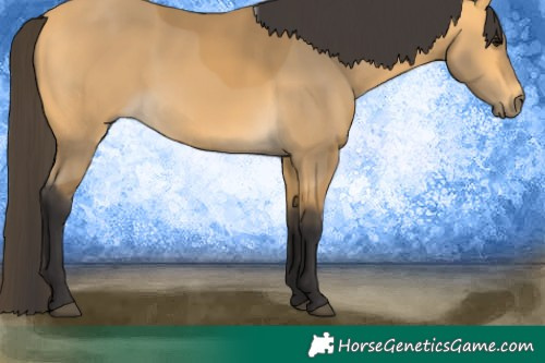 Horse Color:Buckskin 