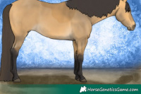 Horse Color:Buckskin 