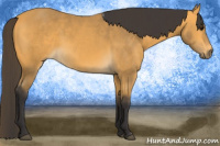 Horse Color:Buckskin 