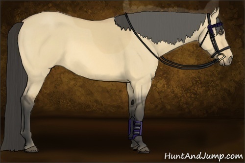 Horse Color:Buckskin Dun 