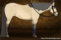 Horse Color:Buckskin Dun 