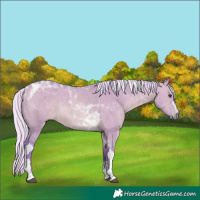 Horse Color:Watercolor Silver Bay Dun Tobiano 