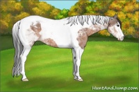 Horse Color:Brown Ice Tobiano Appaloosa 