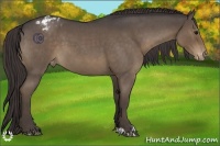 Horse Color:Smoky Blue Roan Sabino Appaloosa