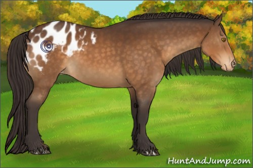 Horse Color:Buckskin Sabino Appaloosa 