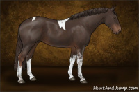 Horse Color:Liver Chestnut Tobiano 