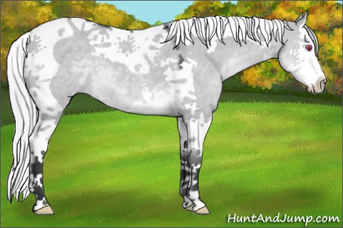 Horse Color:Silver Grullo Chinchilla Splash Tobiano