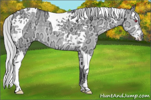 Horse Color:Silver Grullo Chinchilla Ice Splash Tobiano 