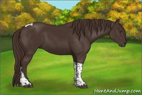 Horse Color:Liver Chestnut Tobiano