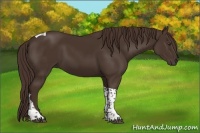 Horse Color:Liver Chestnut Tobiano