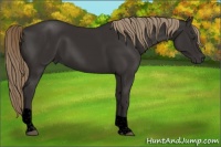 Horse Color:Void Liver Chestnut Tobiano 