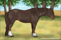 Horse Color:Liver Chestnut Tobiano 