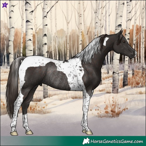 Horse Color:Liver Chestnut Tobiano Rabicano 