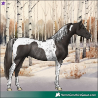 Horse Color:Liver Chestnut Tobiano Rabicano 