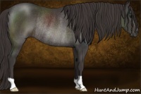 Horse Color:Smoky Black Rabicano 