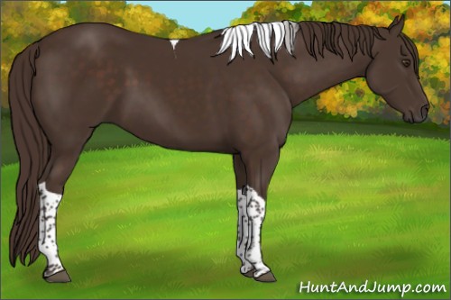 Horse Color:Liver Chestnut Tobiano 