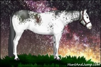 Horse Color:White Spotted Black