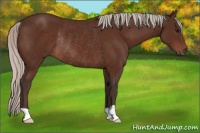 Horse Color:Silver Bay Rabicano 