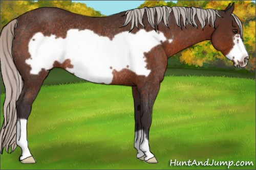Horse Color:Silver Brown Frame Rabicano