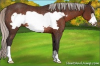 Horse Color:Silver Brown Frame Rabicano 