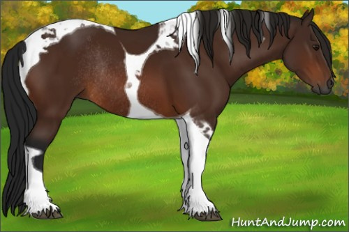 Horse Color:Gray Bay Tobiano Rabicano