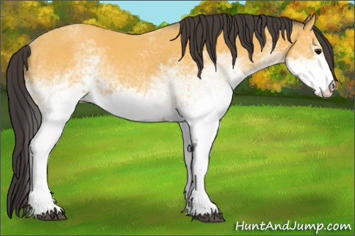 Horse Color:White Spotted Buckskin
