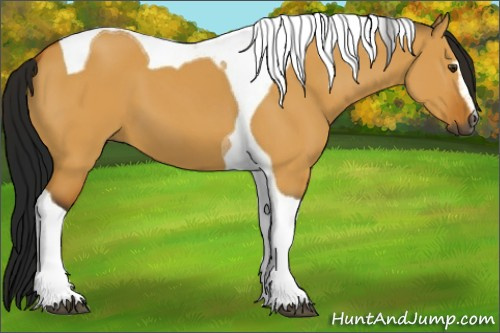 Horse Color:Gray Buckskin Dun Sabino Tobiano