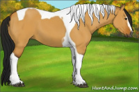 Horse Color:Gray Buckskin Dun Sabino Tobiano 