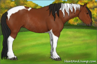 Horse Color:Gray Bay Tobiano Rabicano 