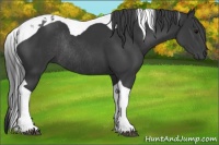 Horse Color:Black Tobiano Rabicano 
