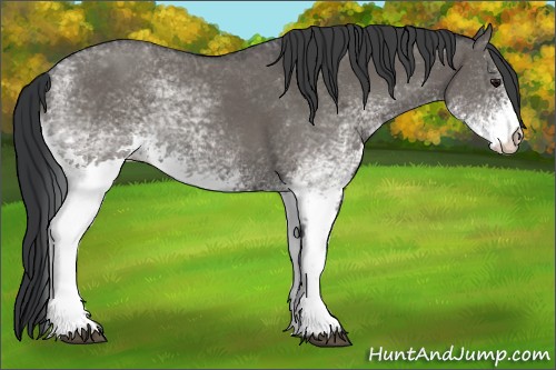 Horse Color:White Spotted Grullo